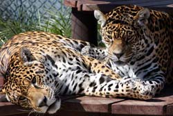 Jaguars at the Wildlife Program, Curitiba, Brazil