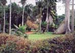 tropical forest in Southern Ghana